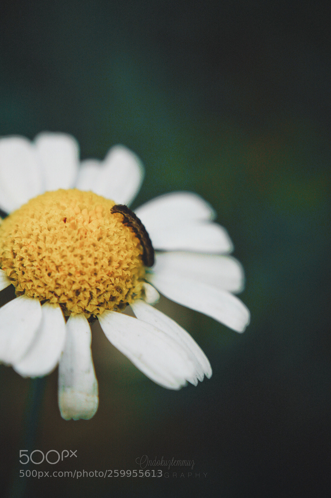 Canon EOS 500D (EOS Rebel T1i / EOS Kiss X3) sample photo. • photography