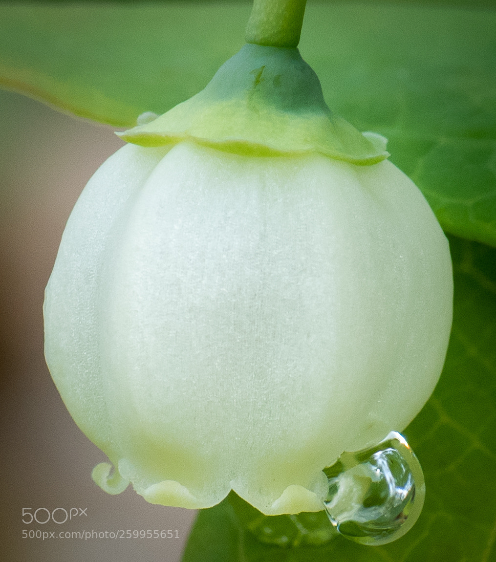 Nikon D810 sample photo. Blueberry photography