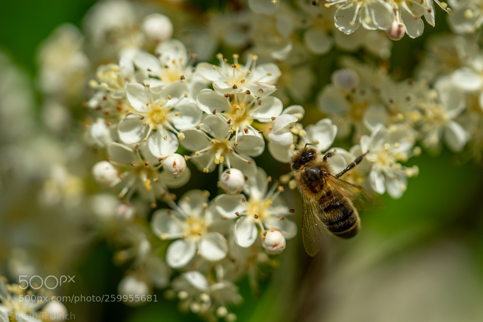Sony a7 II sample photo. Uls photography