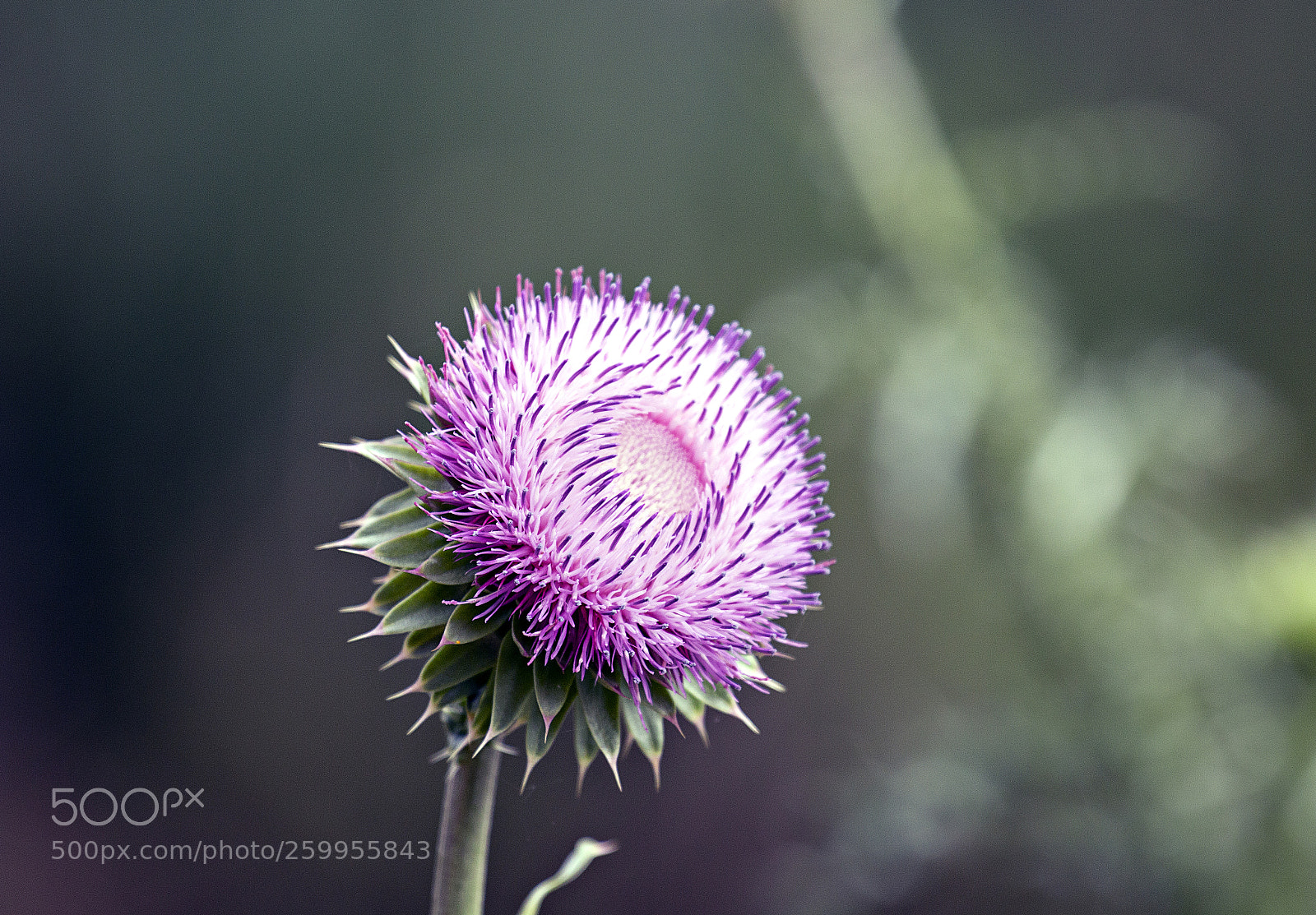 Canon EOS 70D sample photo. Weed flower photography