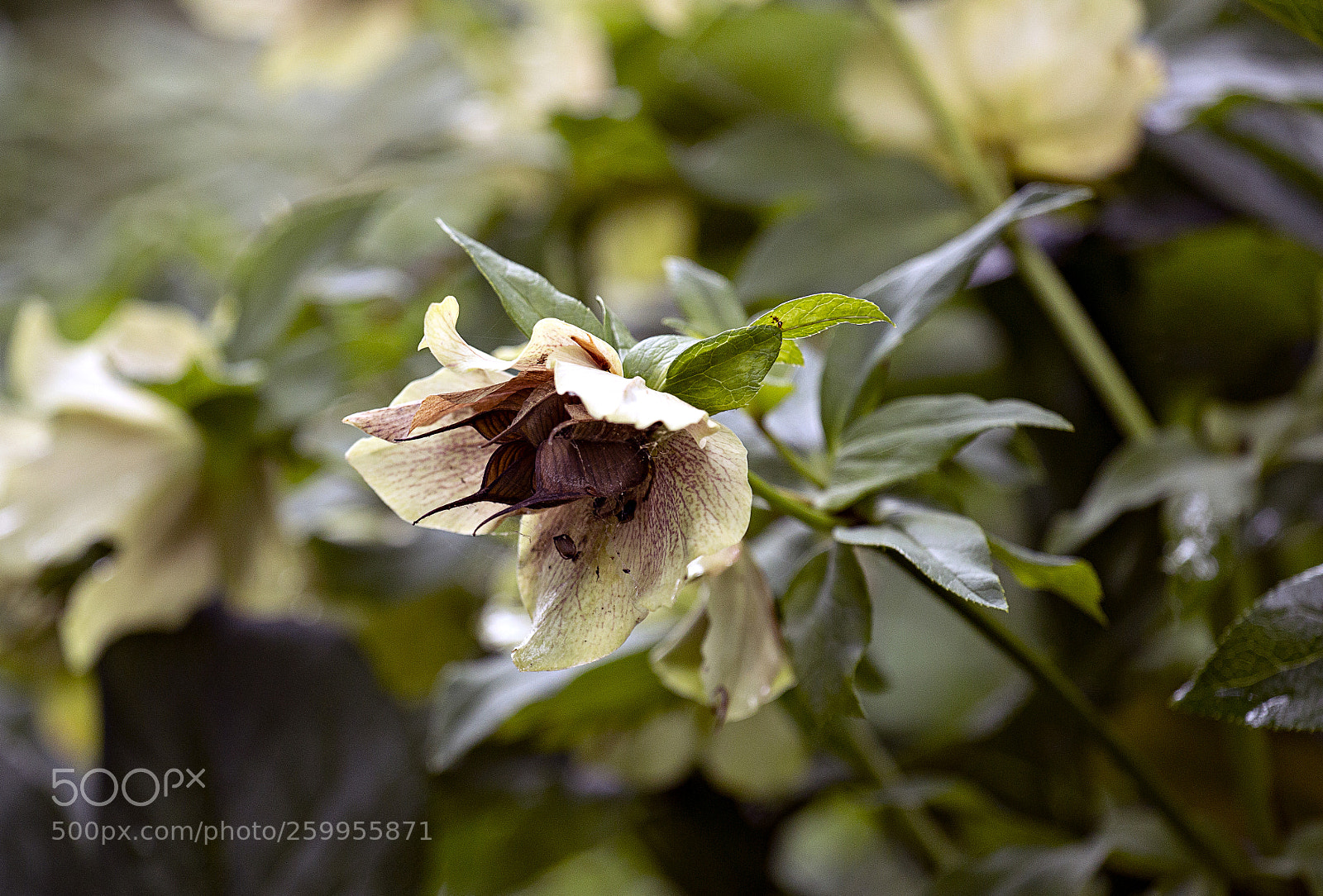 Canon EOS 70D sample photo. White flower photography
