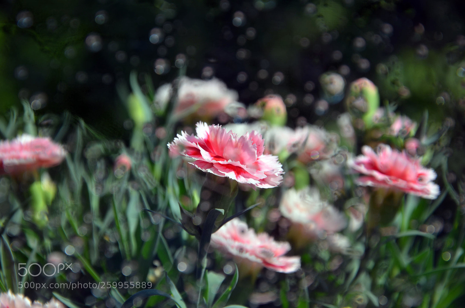 Nikon D5100 sample photo. Untitled photography