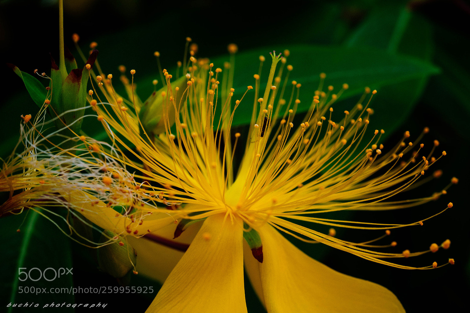Olympus OM-D E-M1 Mark II sample photo. Hypericum chinense photography