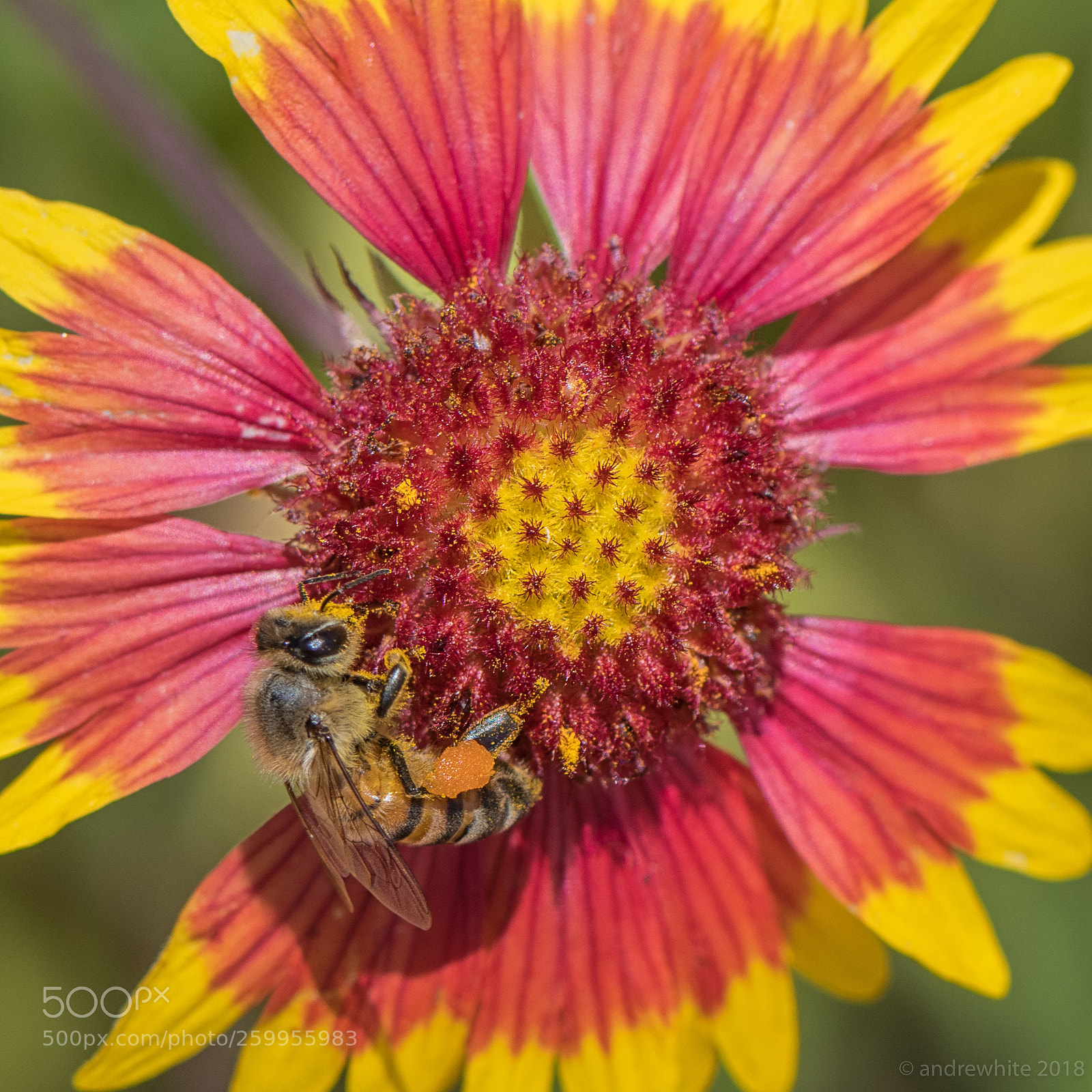 Nikon D850 sample photo. Bee on a blanket photography