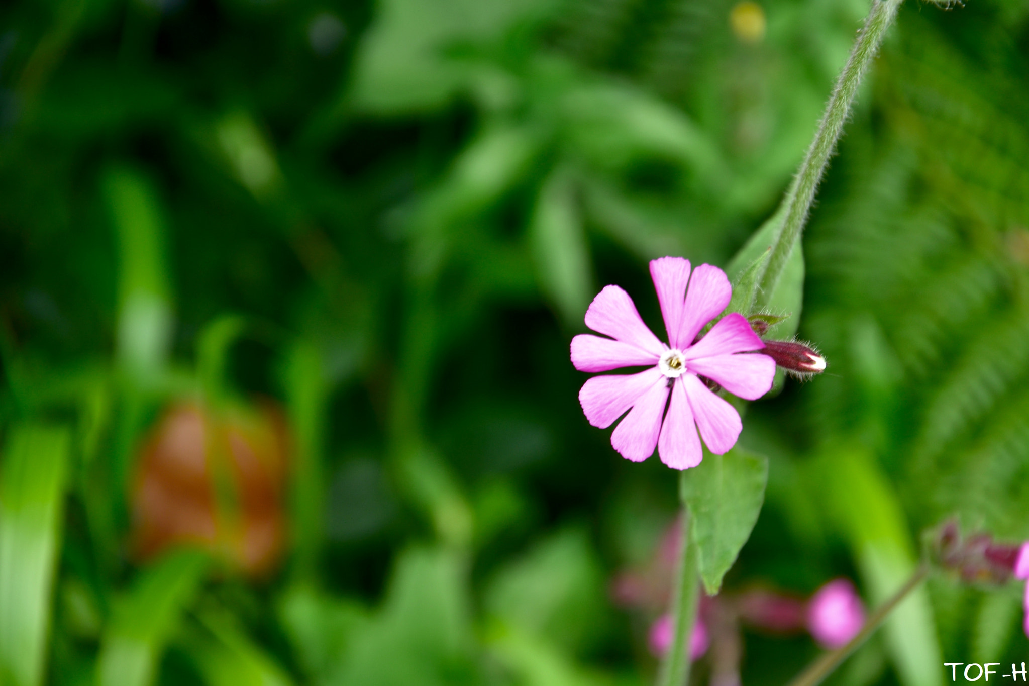 Nikon D7200 sample photo. Spring flower photography