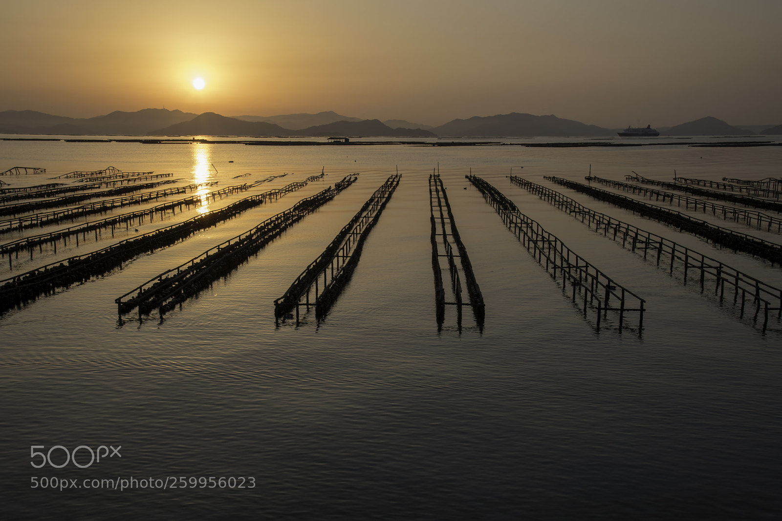 Nikon D850 sample photo. Oyster farm with ms photography