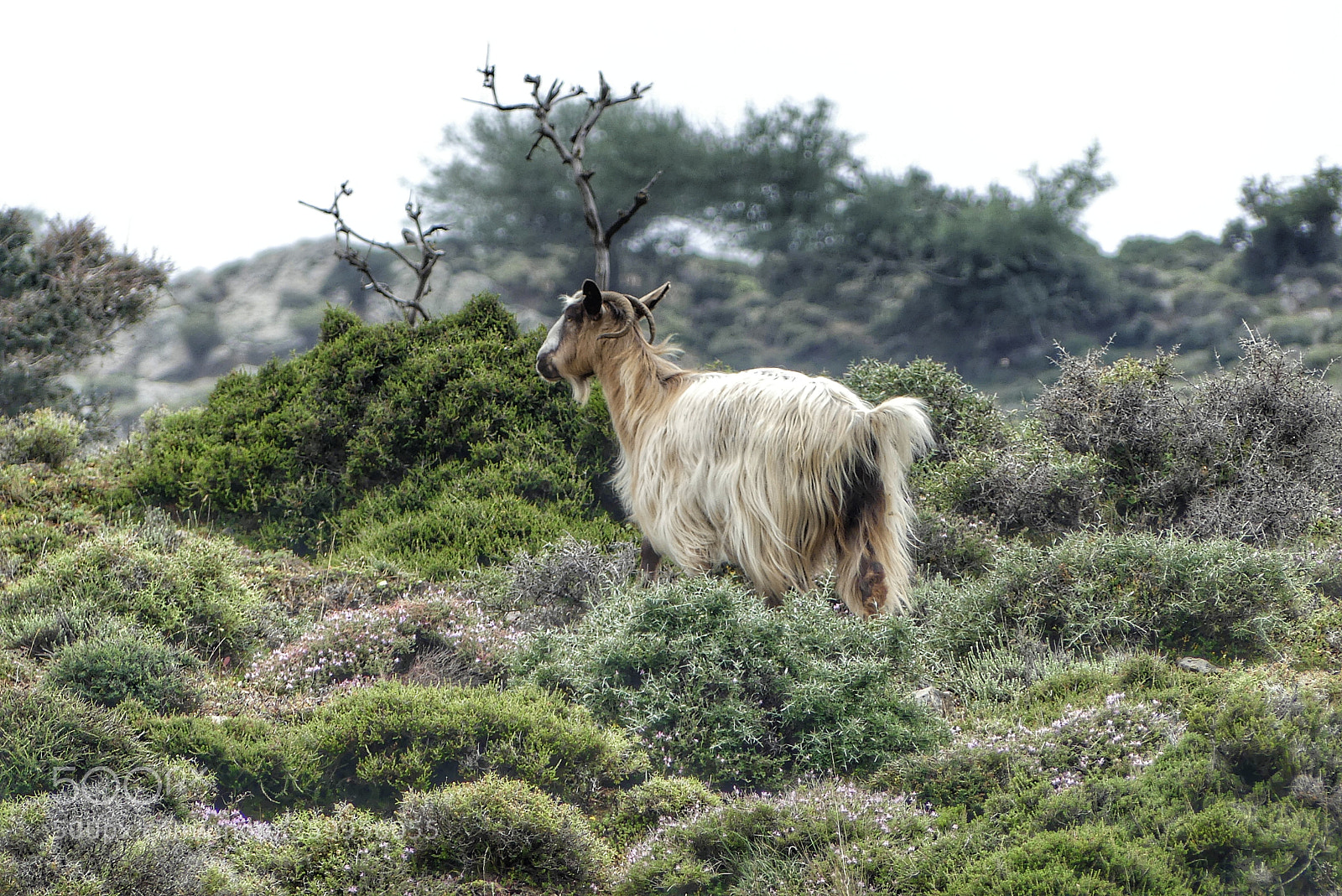 Panasonic Lumix DMC-FZ300 sample photo. Goat in greece photography