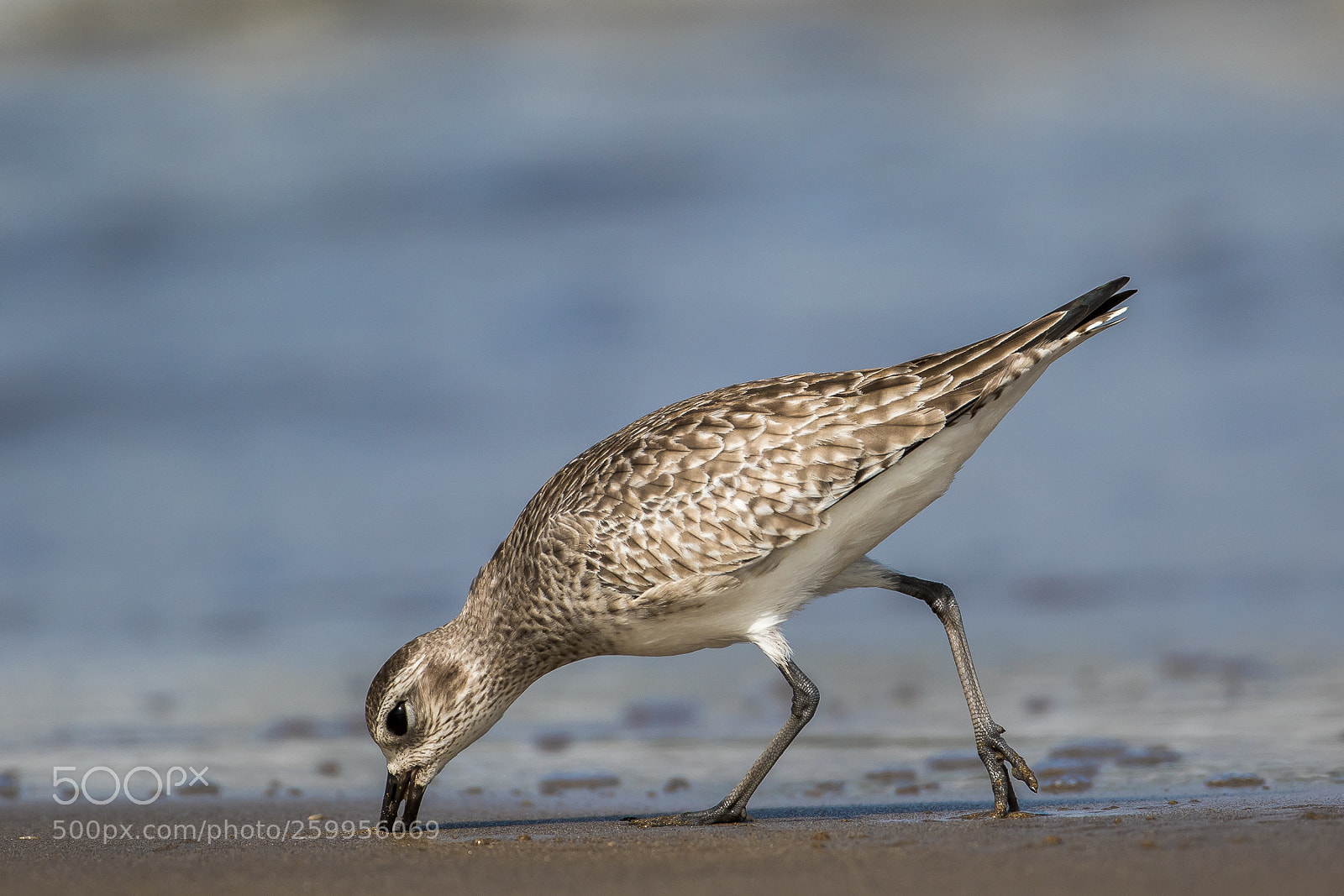 Canon EOS 7D Mark II sample photo. Meal(grey plover) photography