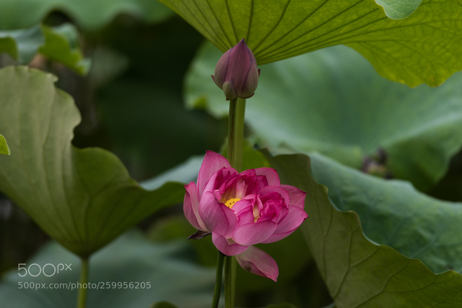 Nikon D810 sample photo. Lotus荷花 photography