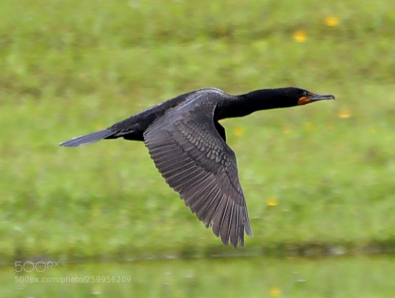 Canon EOS-1D X Mark II sample photo. 05-29-18-0020233.jpg photography