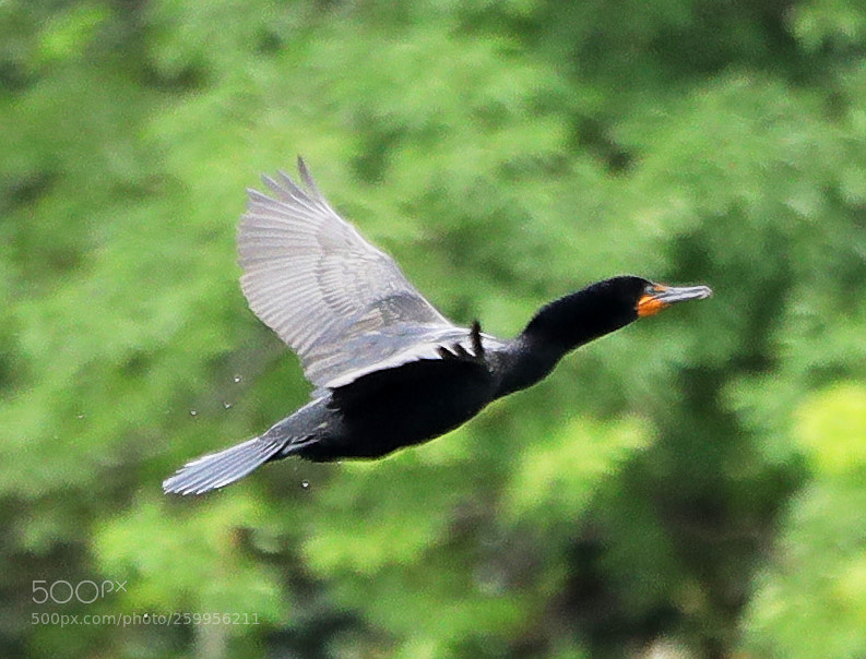 Canon EOS-1D X Mark II sample photo. 05-29-18-0020232.jpg photography