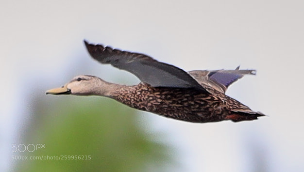 Canon EOS-1D X Mark II sample photo. 05-29-18-0020225 2.jpg photography