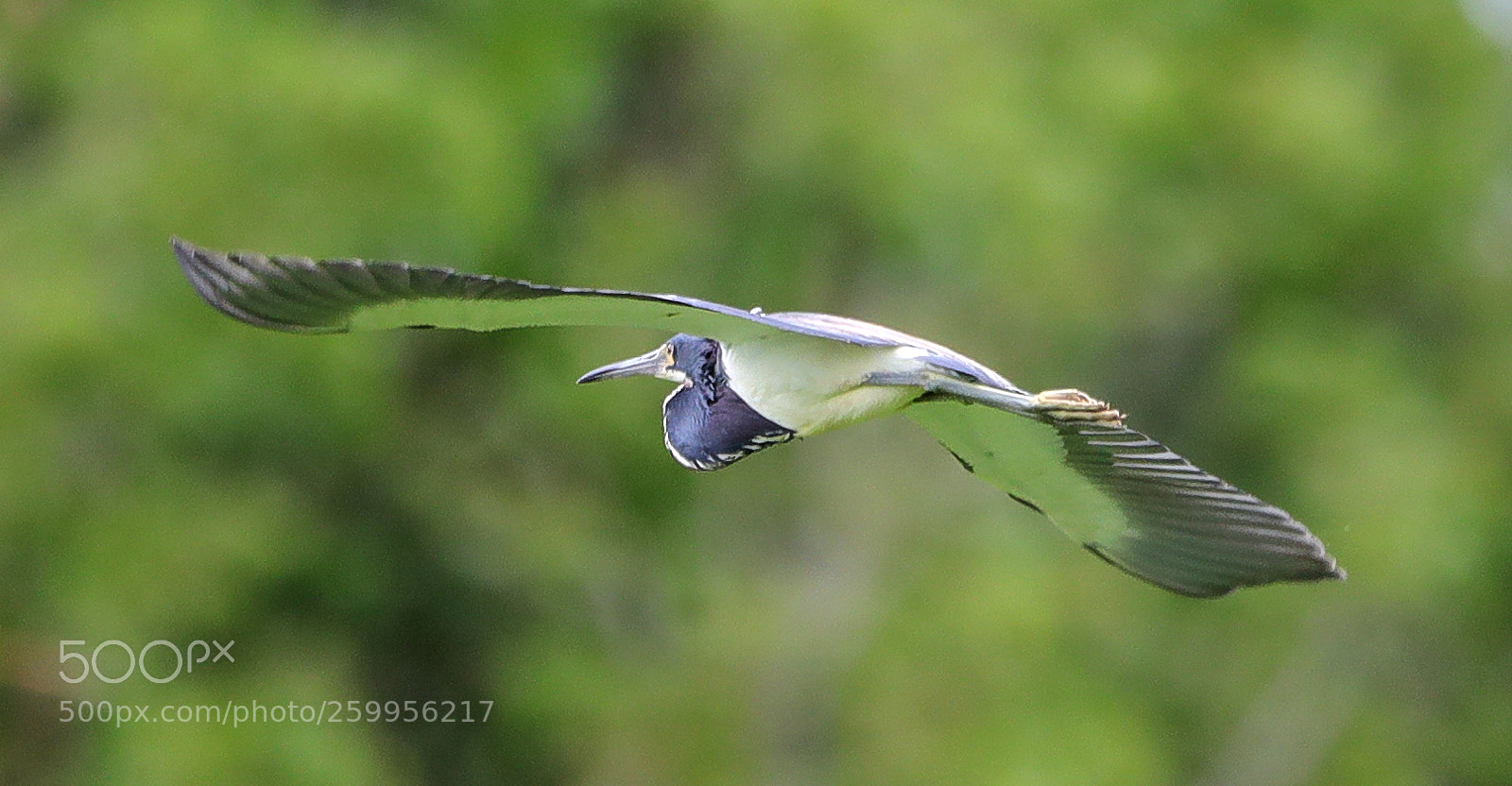 Canon EOS-1D X Mark II sample photo. 05-29-18-0020229.jpg photography