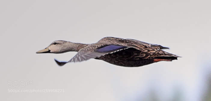 Canon EOS-1D X Mark II sample photo. 05-29-18-0020225 1.jpg photography