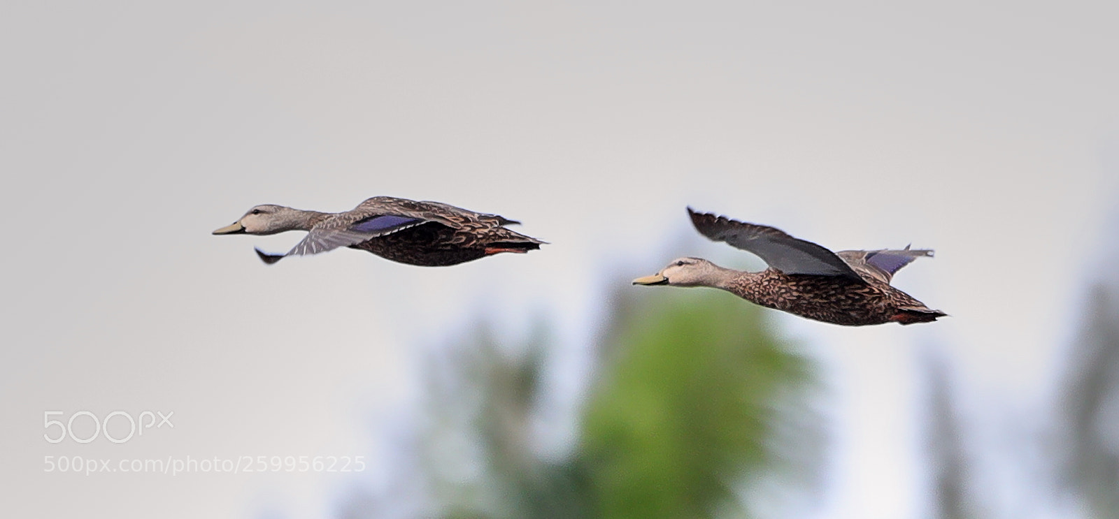 Canon EOS-1D X Mark II sample photo. 05-29-18-0020225.jpg photography