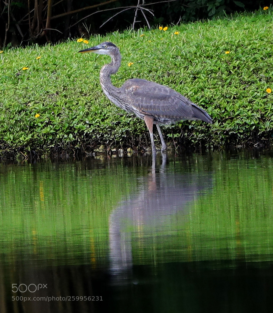 Canon EOS-1D X Mark II sample photo. 05-29-18-0020222.jpg photography