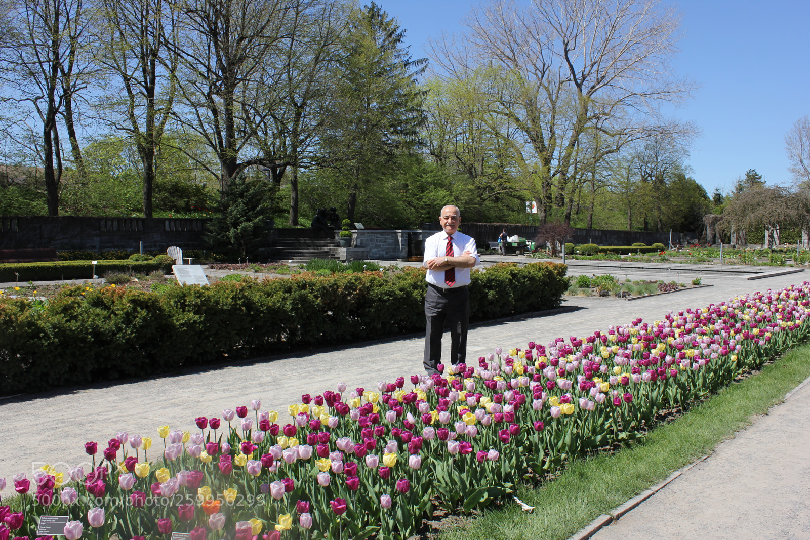 Canon EOS 550D (EOS Rebel T2i / EOS Kiss X4) sample photo. Tulips montreal botanical gardens photography