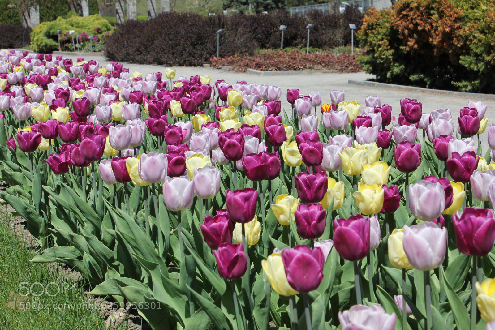 Canon EOS 550D (EOS Rebel T2i / EOS Kiss X4) sample photo. Tulips montreal botanical gardens photography