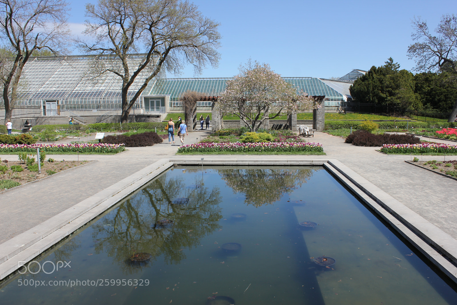 Canon EOS 550D (EOS Rebel T2i / EOS Kiss X4) sample photo. Tulips montreal botanical gardens photography