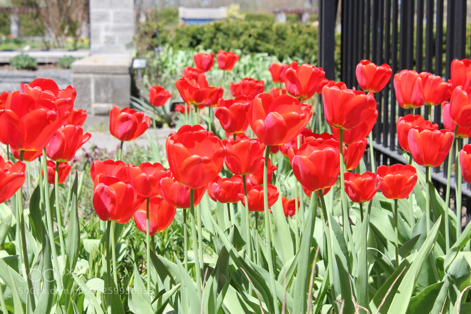 Canon EOS 550D (EOS Rebel T2i / EOS Kiss X4) sample photo. Tulips montreal botanical gardens photography