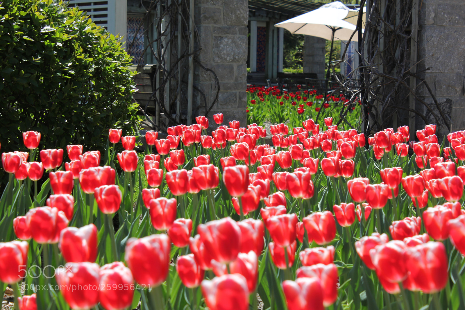 Canon EOS 550D (EOS Rebel T2i / EOS Kiss X4) sample photo. Tulips montreal botanical gardens photography