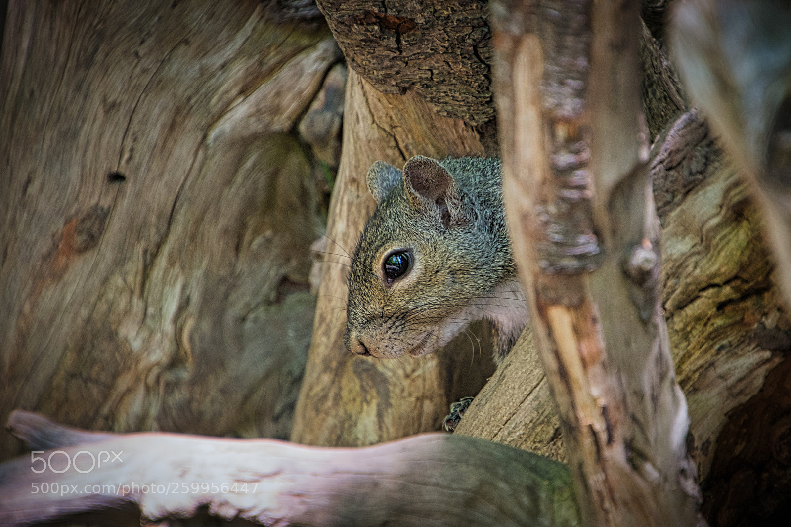 Nikon D7200 sample photo. Another squirrel fix photography