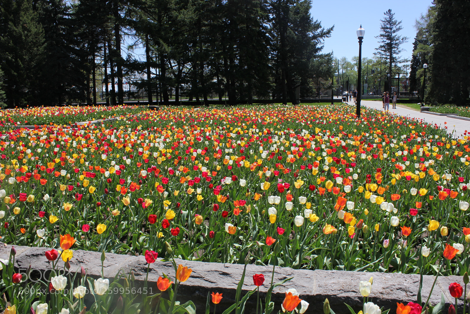 Canon EOS 550D (EOS Rebel T2i / EOS Kiss X4) sample photo. Tulips montreal botanical gardens photography