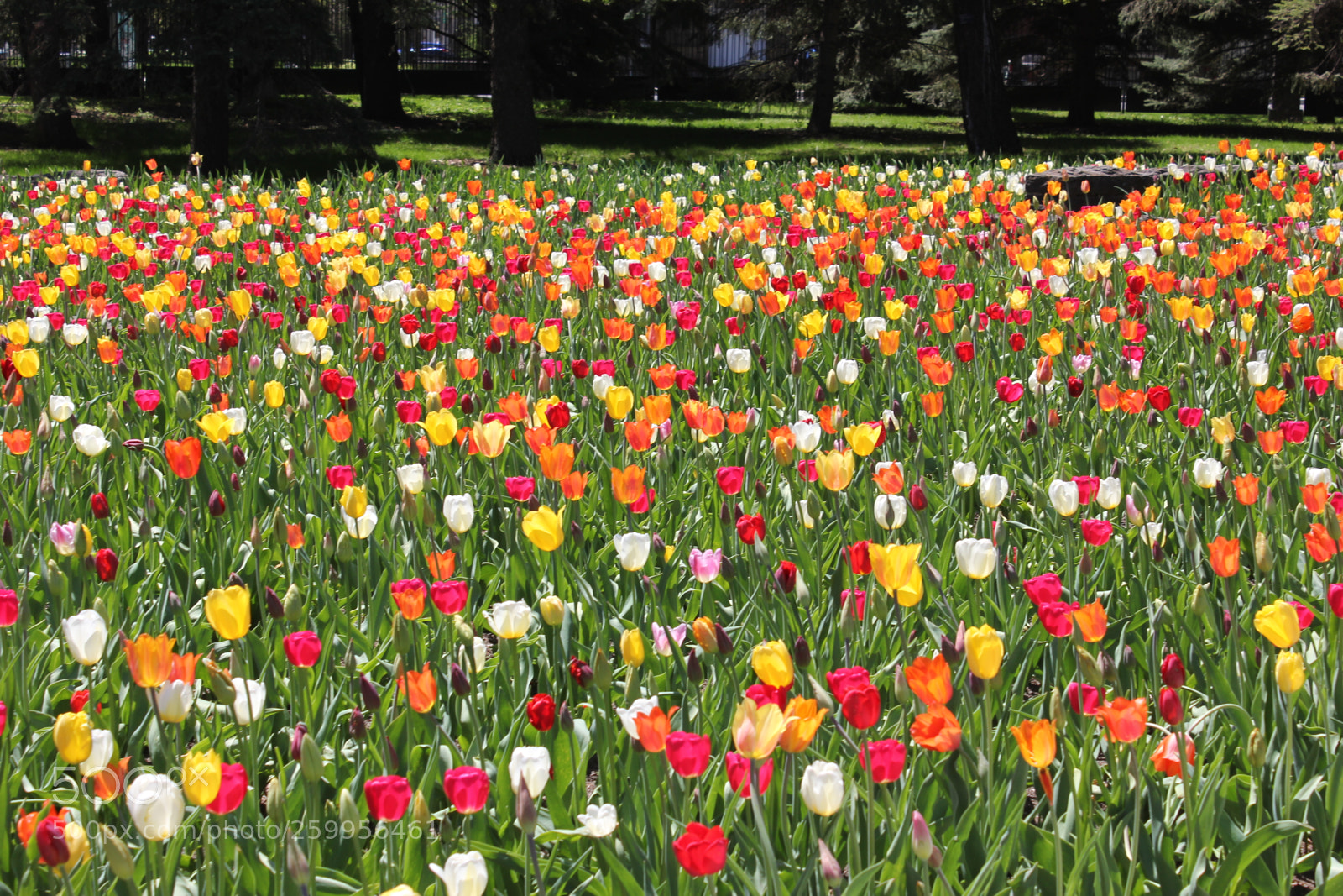 Canon EOS 550D (EOS Rebel T2i / EOS Kiss X4) sample photo. Tulips montreal botanical gardens photography