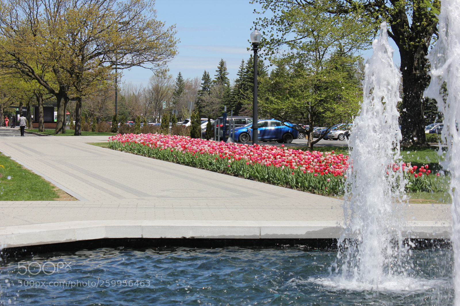 Canon EOS 550D (EOS Rebel T2i / EOS Kiss X4) sample photo. Tulips montreal botanical gardens photography