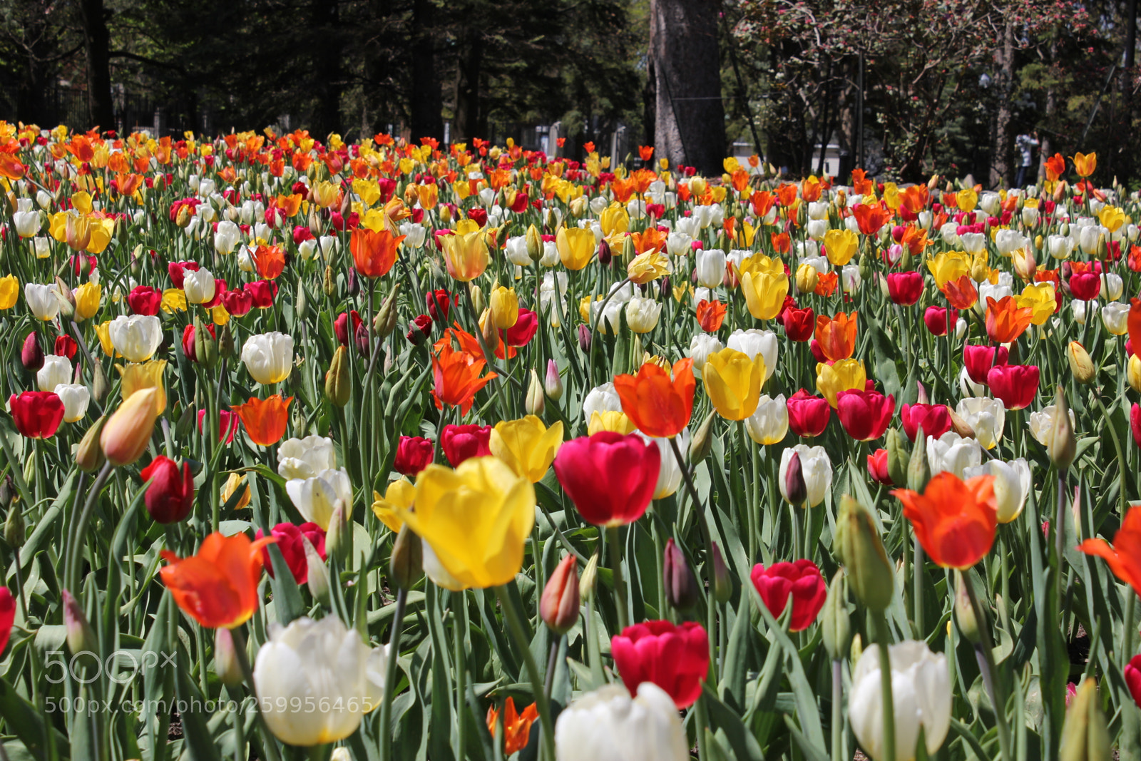 Canon EOS 550D (EOS Rebel T2i / EOS Kiss X4) sample photo. Tulips montreal botanical gardens photography