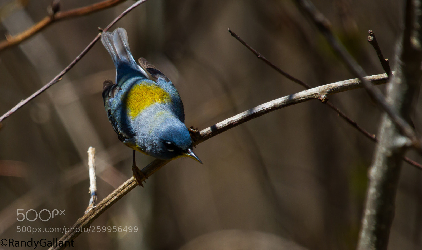Canon EOS 7D sample photo. Northern parula photography
