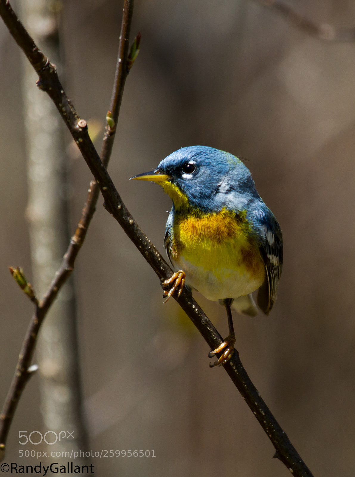 Canon EOS 7D sample photo. Northern parula photography