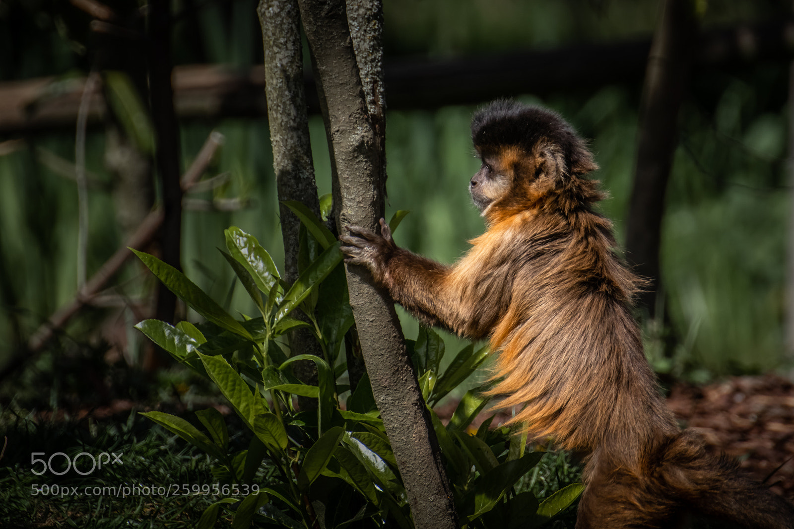 Canon EOS 77D (EOS 9000D / EOS 770D) sample photo. Capucin brun photography