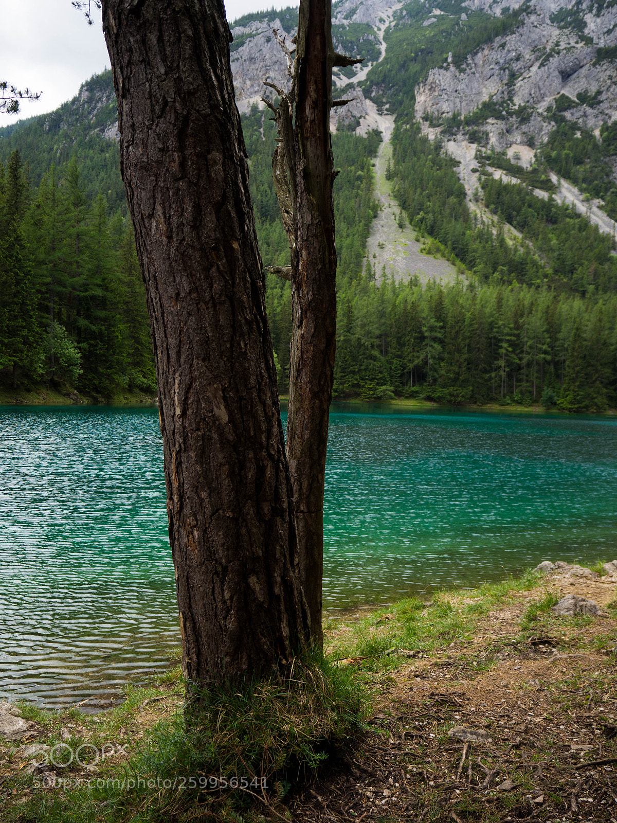 Olympus OM-D E-M10 II sample photo. Grüner see photography