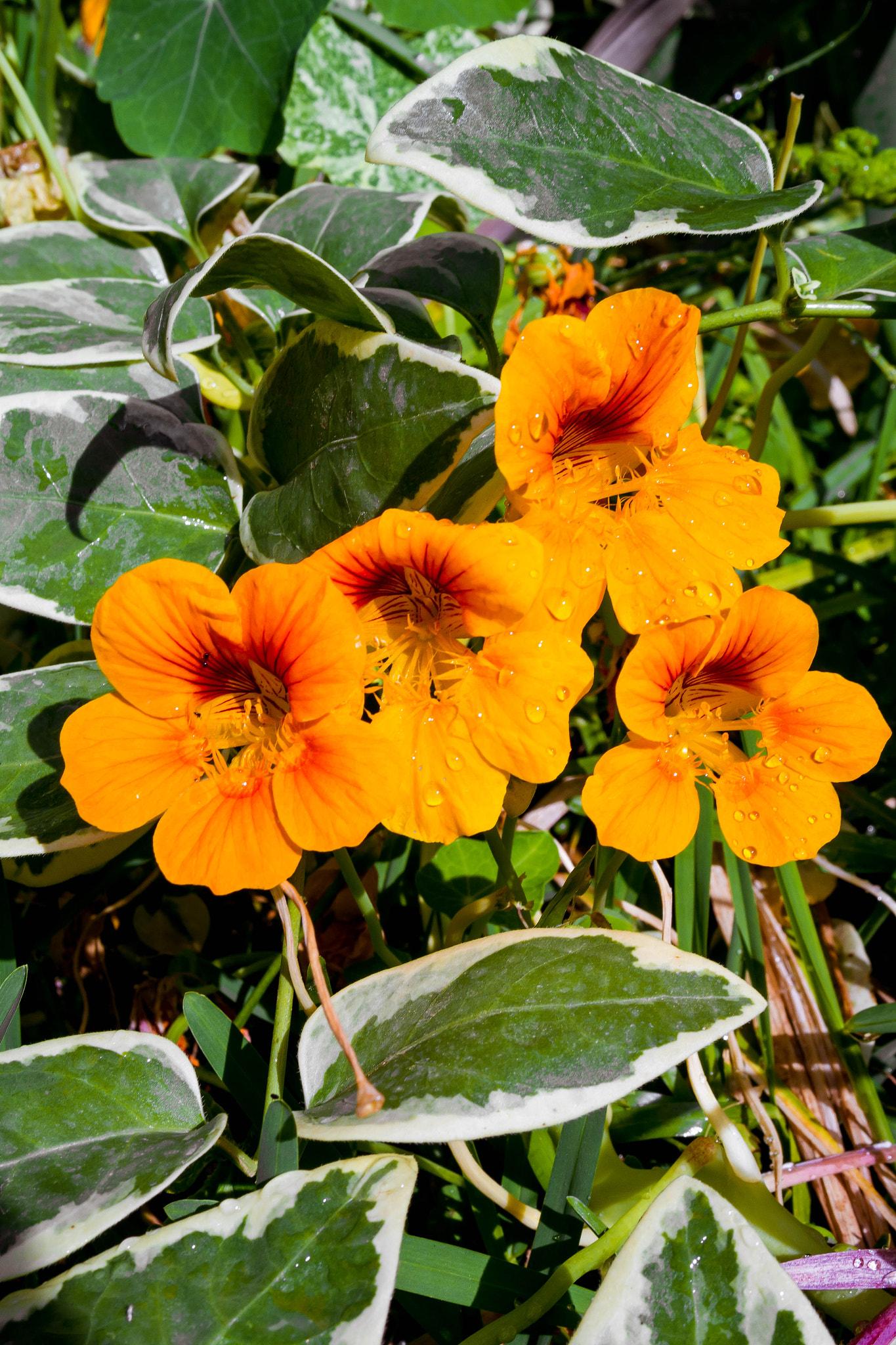 Samsung NX2000 sample photo. Nasturtium photography