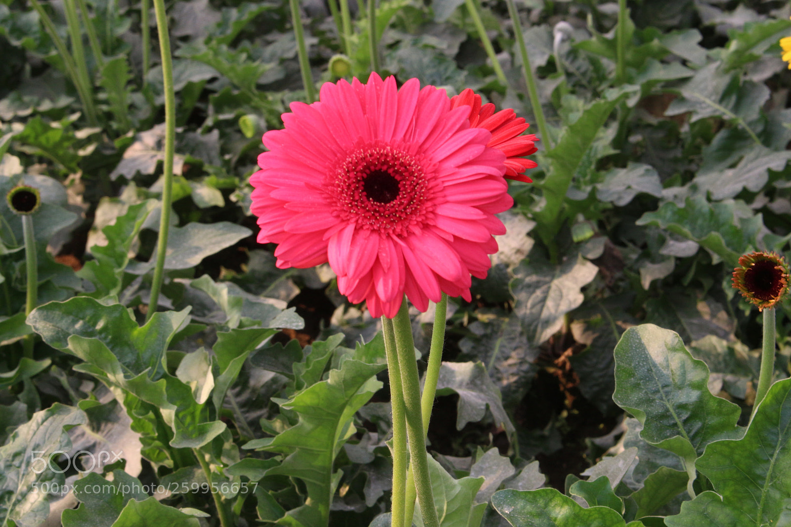 Canon EOS 700D (EOS Rebel T5i / EOS Kiss X7i) sample photo. Beautiful red flower photography
