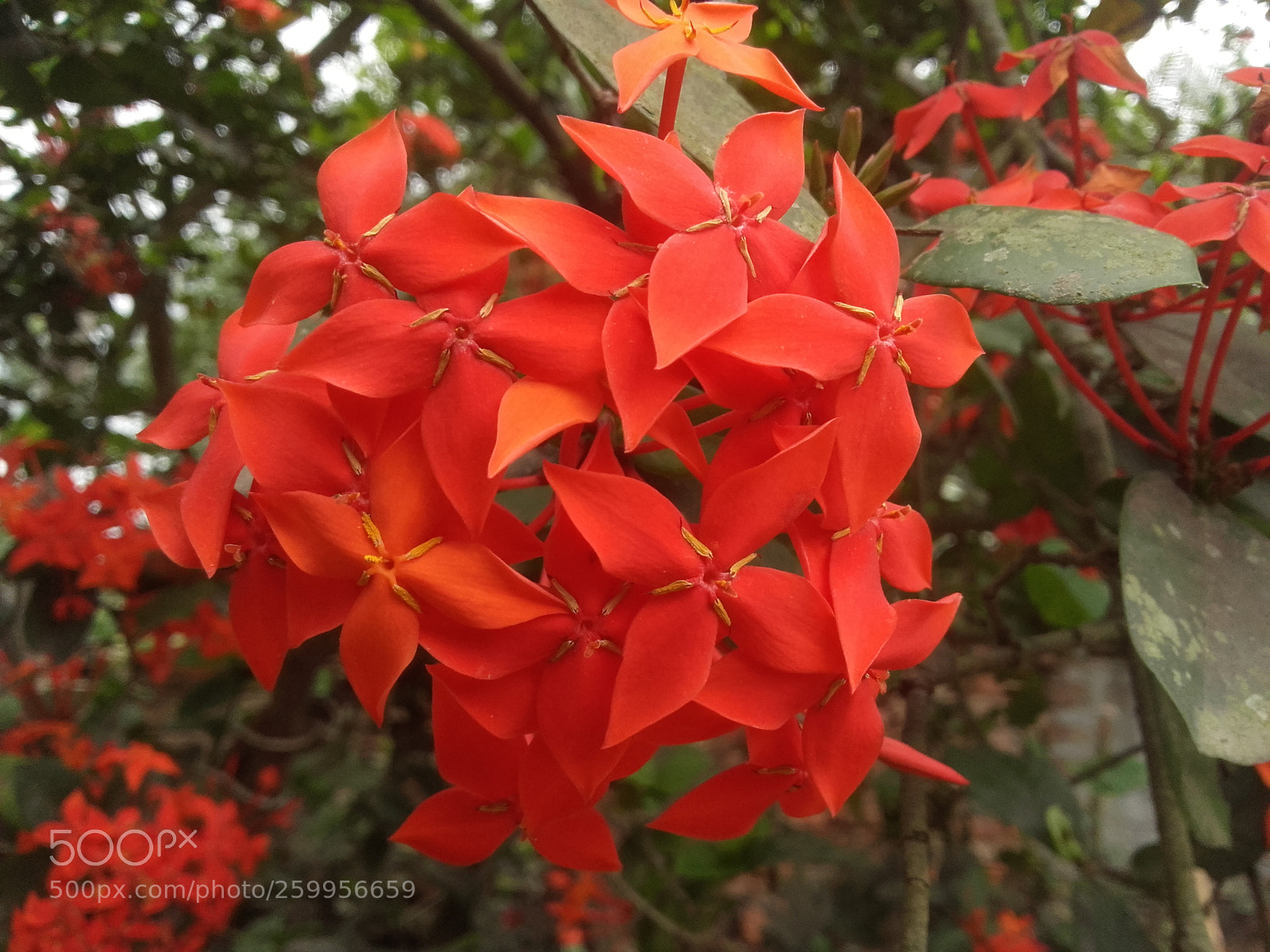 Samsung Galaxy Grand Prime sample photo. 20180525_133653.jpg photography