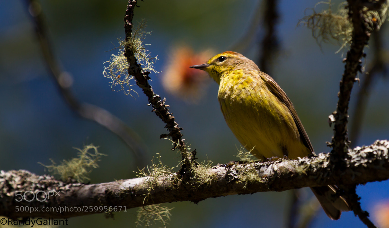 Canon EOS 7D sample photo. Palm warbler photography