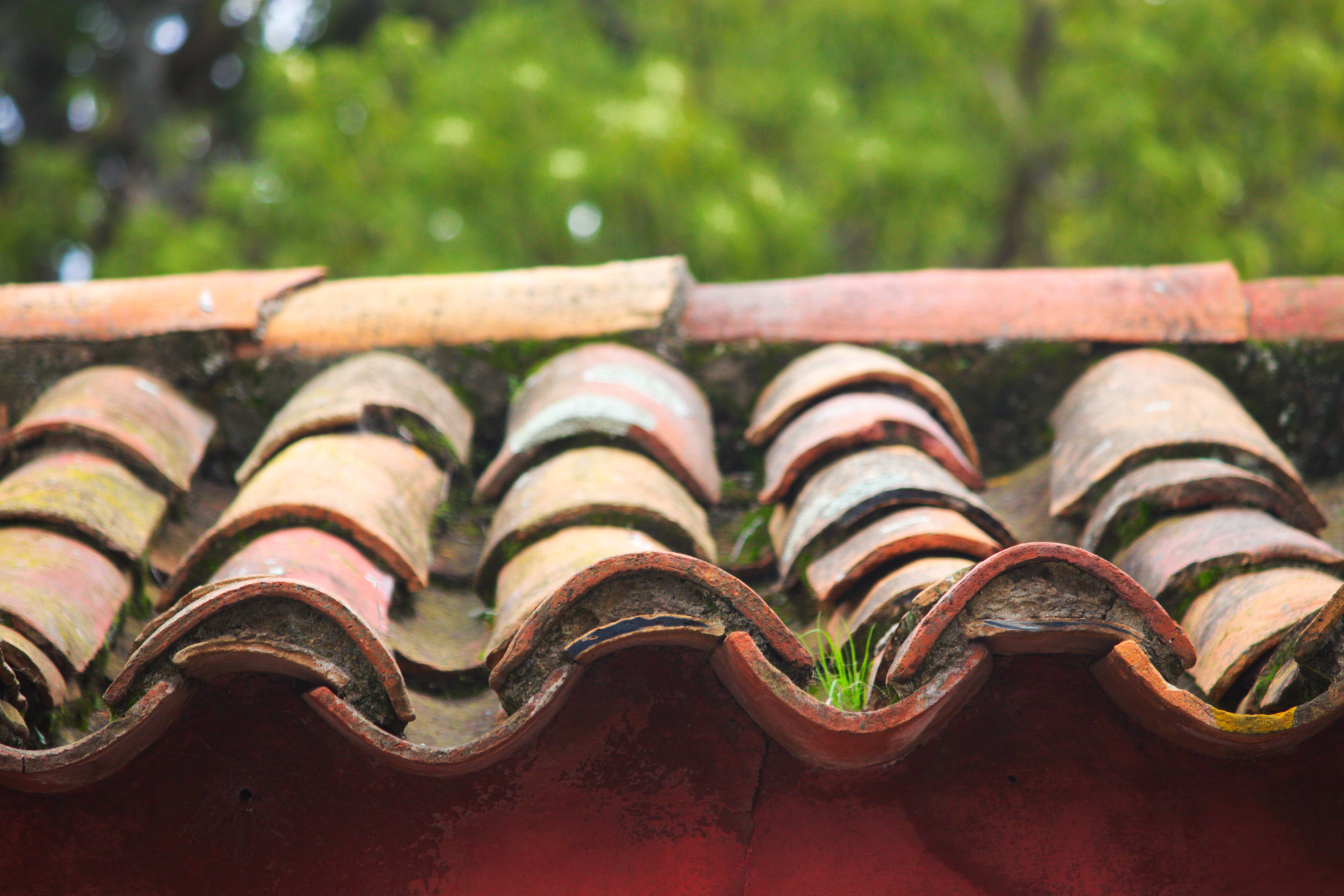Canon EF-S 55-250mm F4-5.6 IS II sample photo. Shingles photography