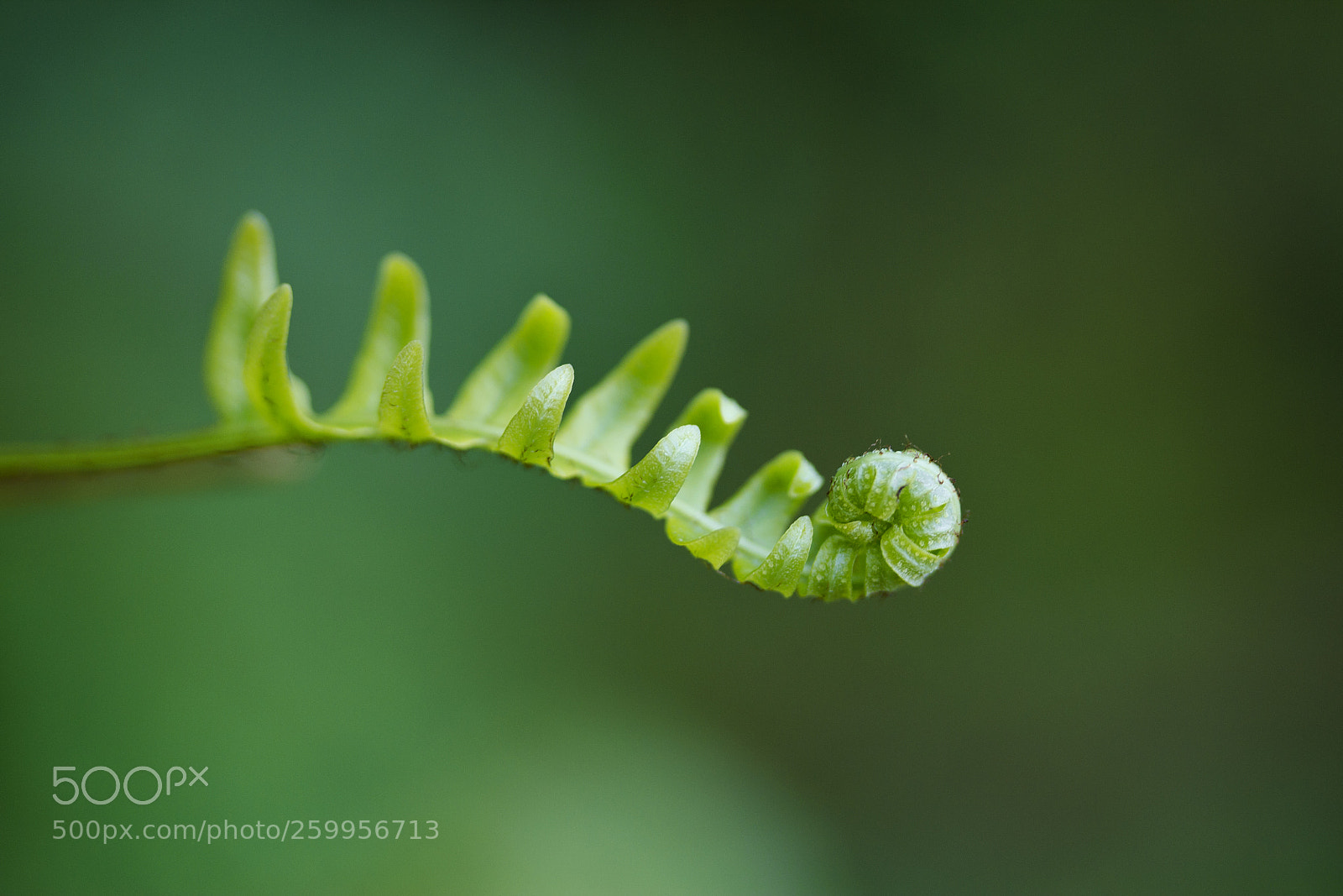 Canon EOS 60D sample photo. Rippenfarn (blechnum spicant) photography