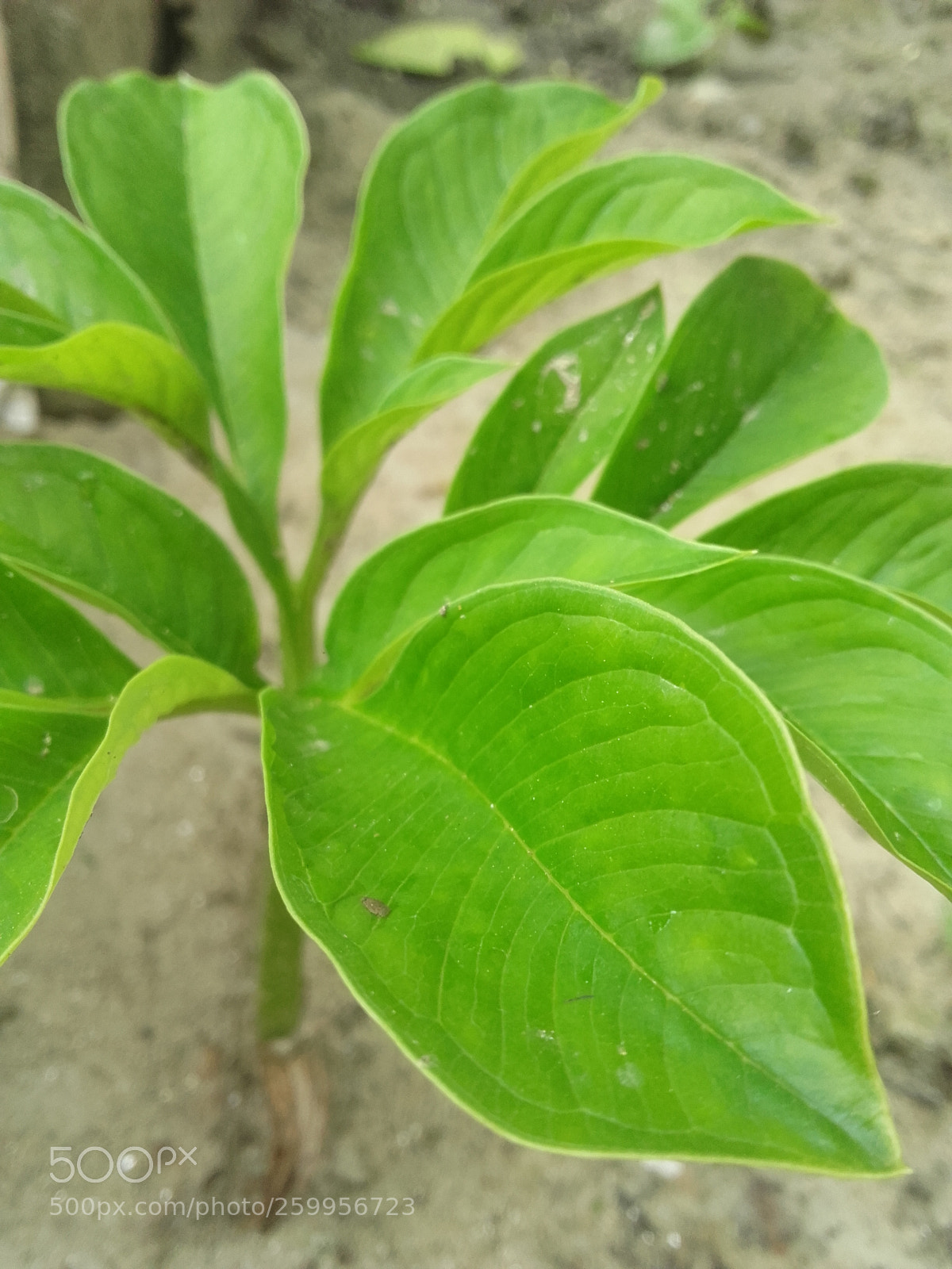 Samsung Galaxy Grand Prime sample photo. 20180525_132040.jpg photography