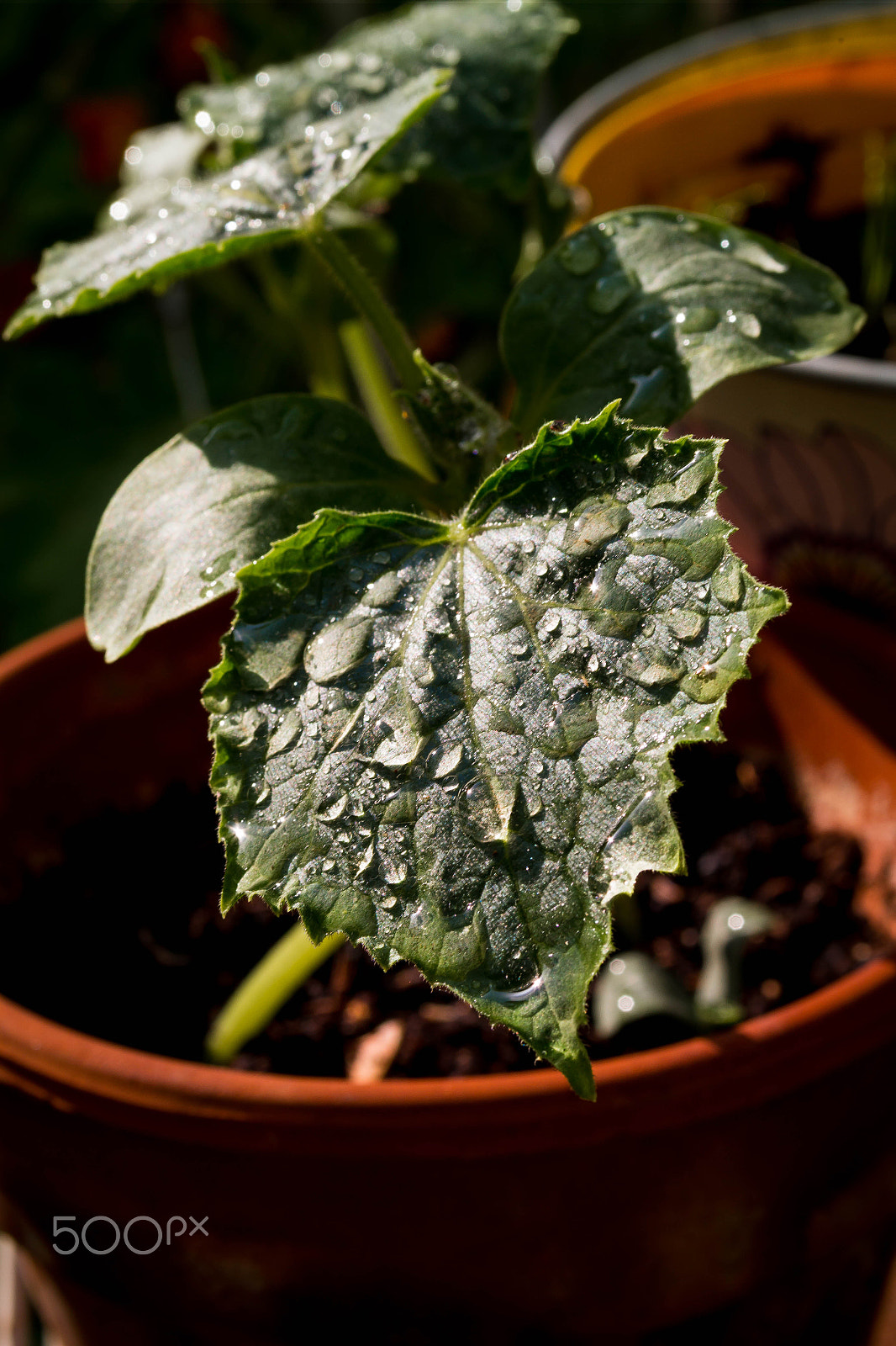 Samsung NX2000 sample photo. Leaves photography