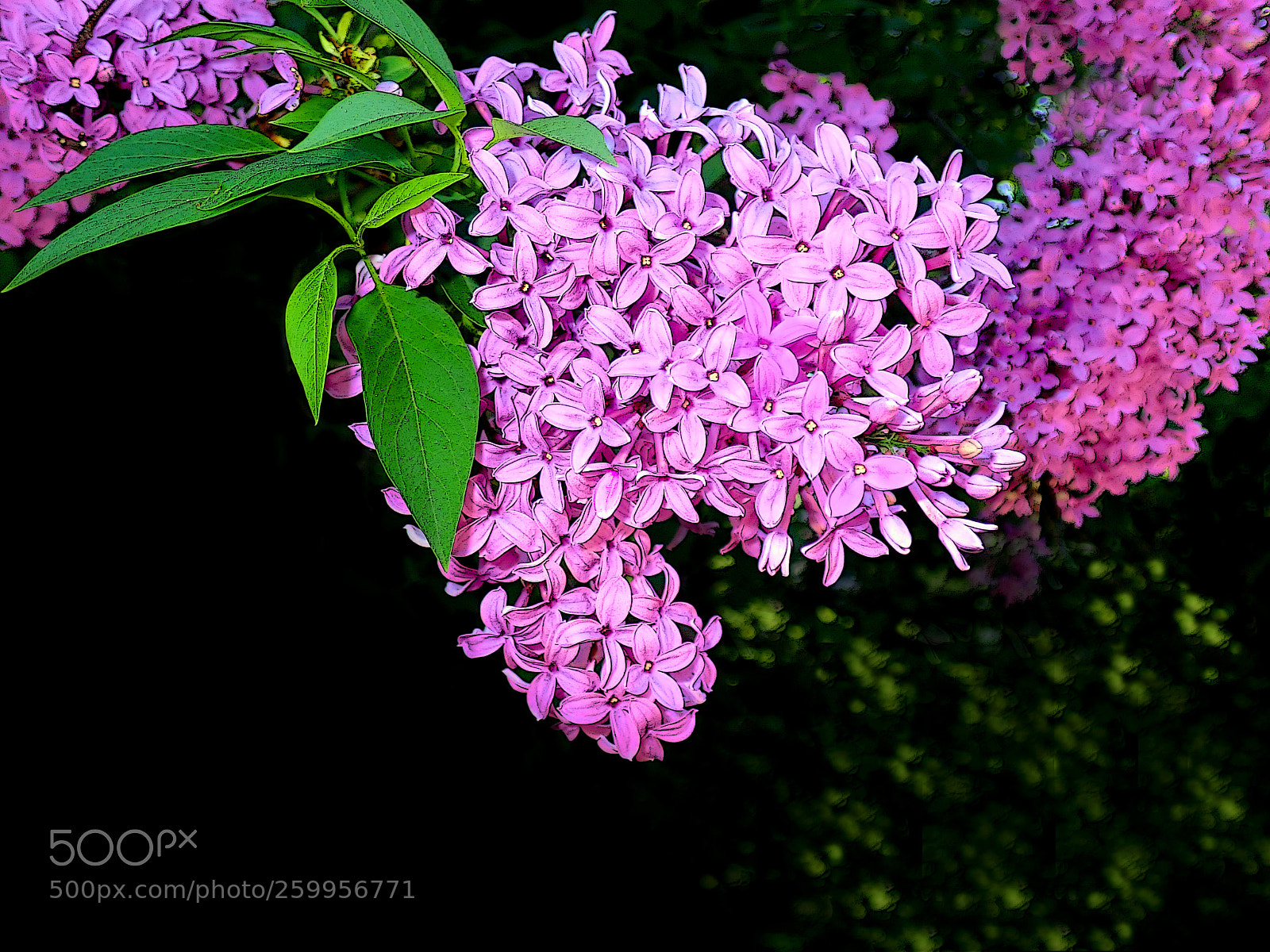Olympus TG-5 sample photo. Lilacs photography