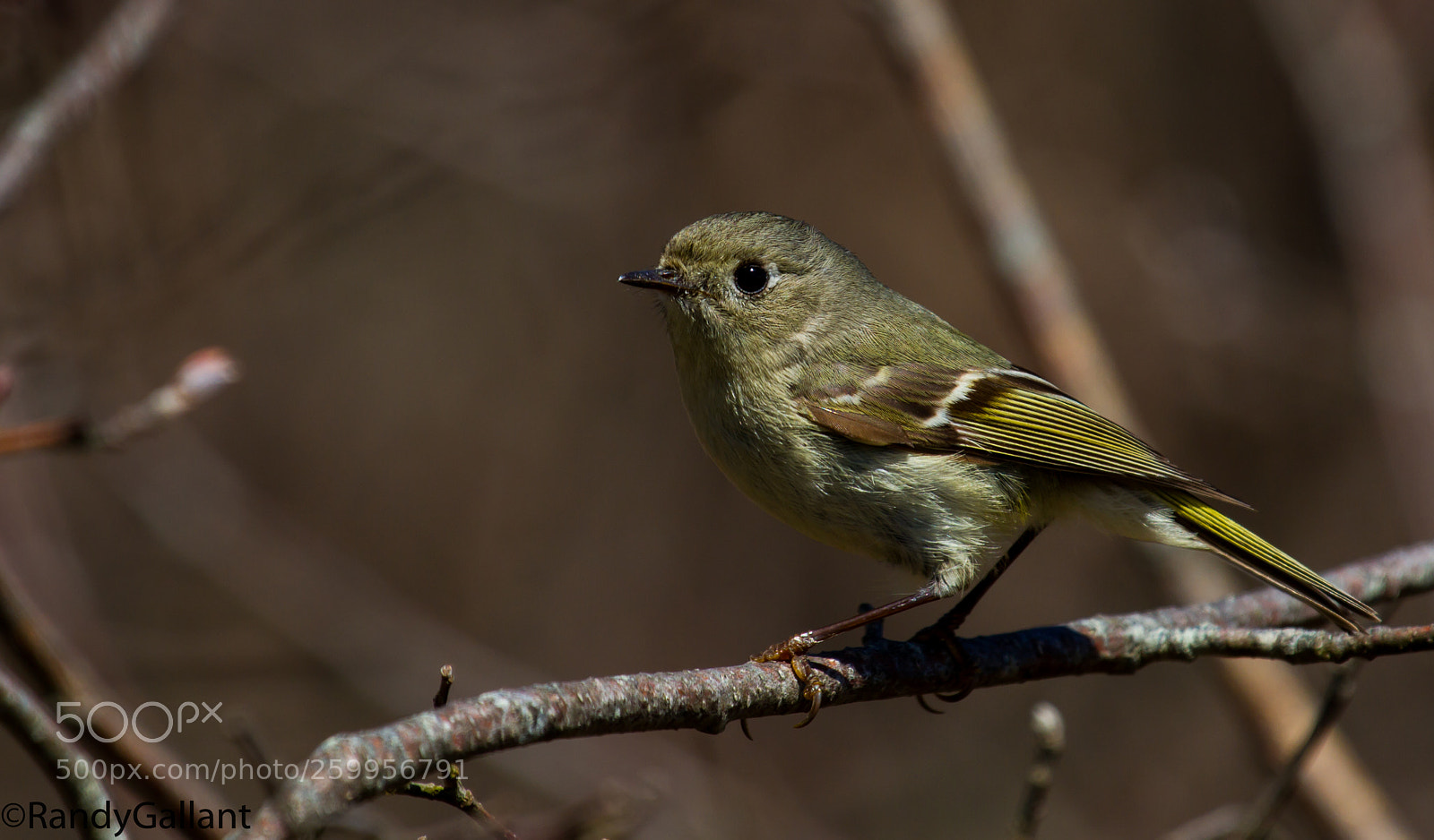 Canon EOS 7D sample photo. Ruby crowned kinglet photography