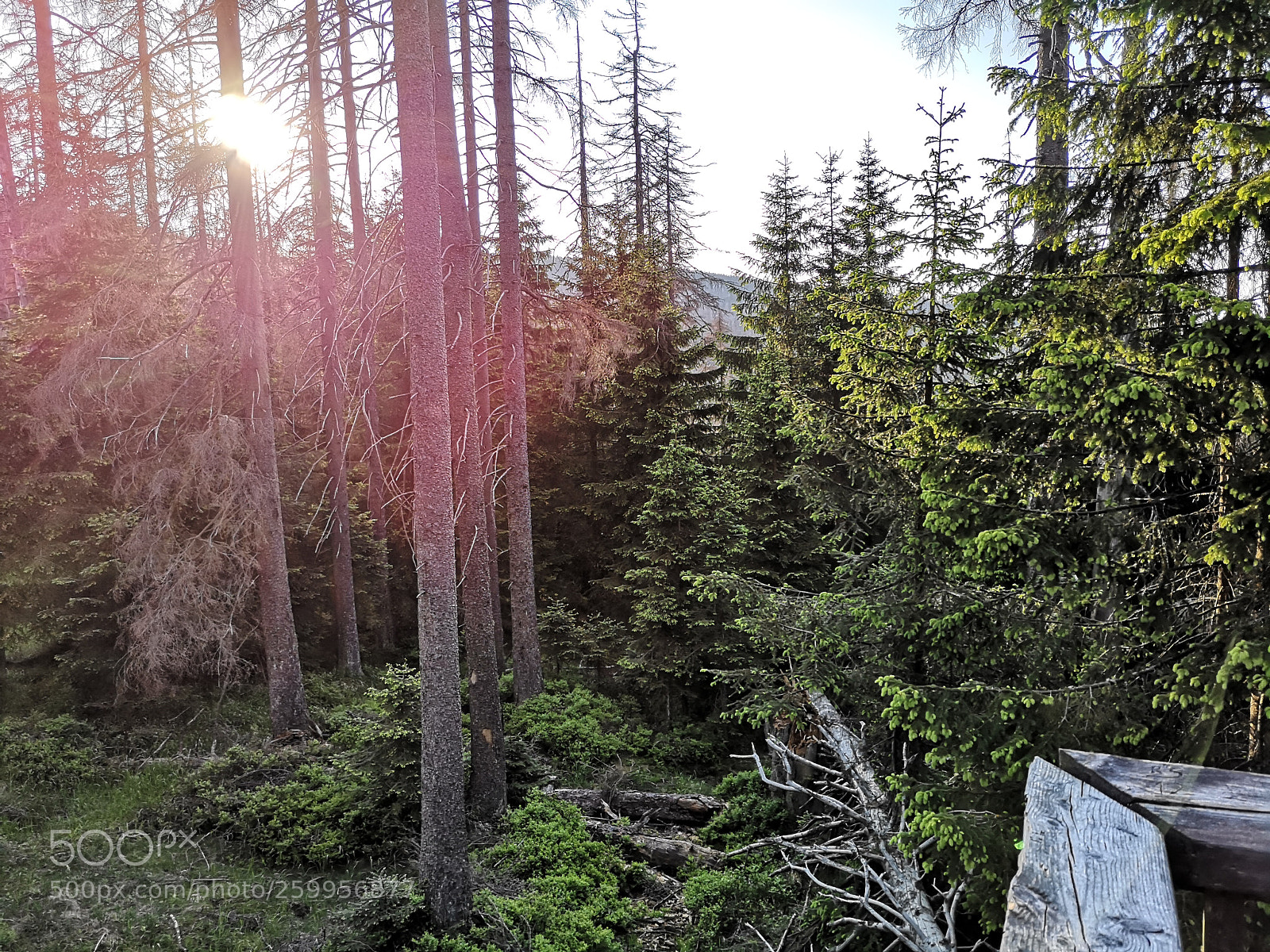 HUAWEI P20 sample photo. Untitled photography