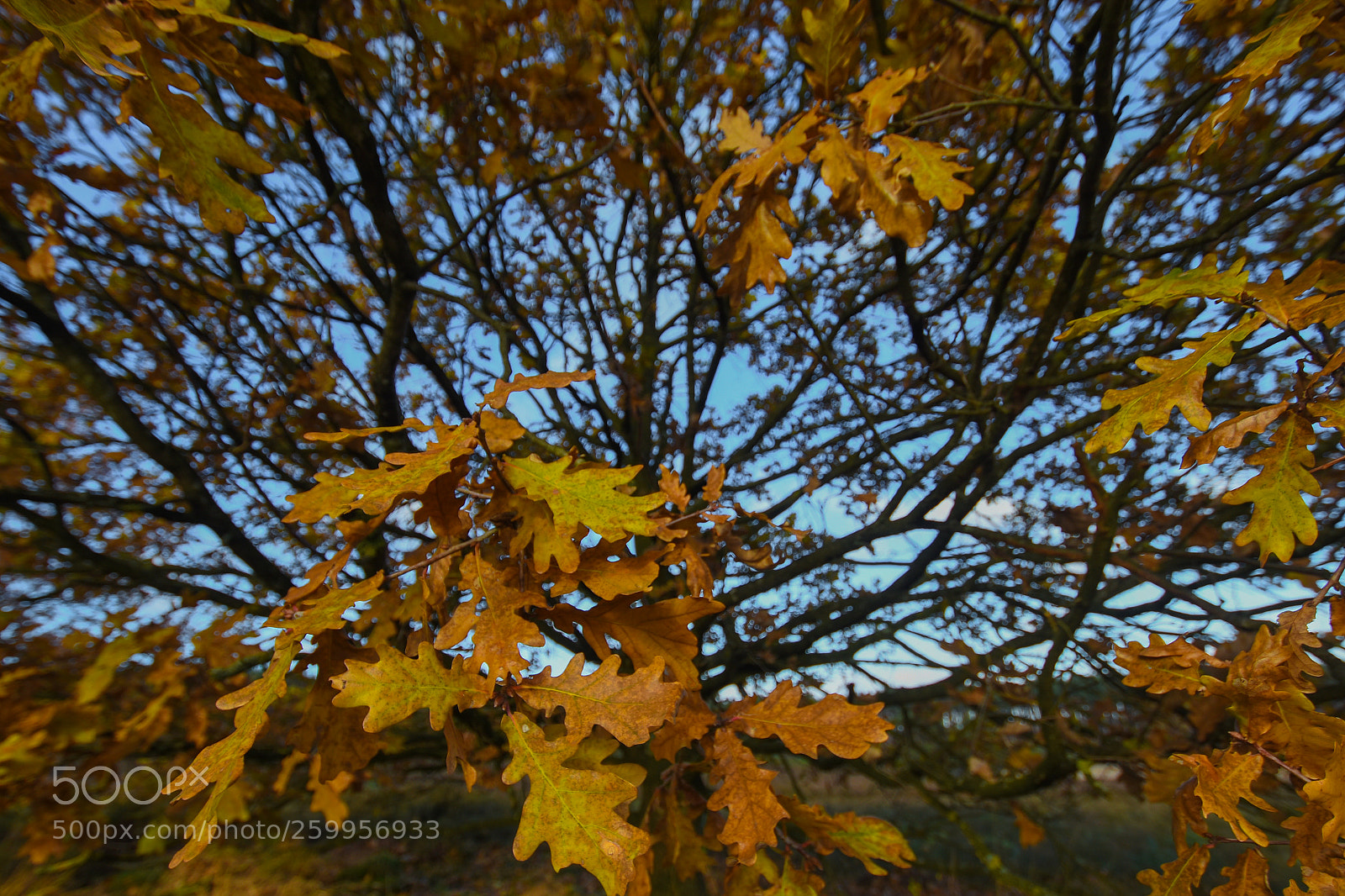 Nikon D7200 sample photo. See through tree photography