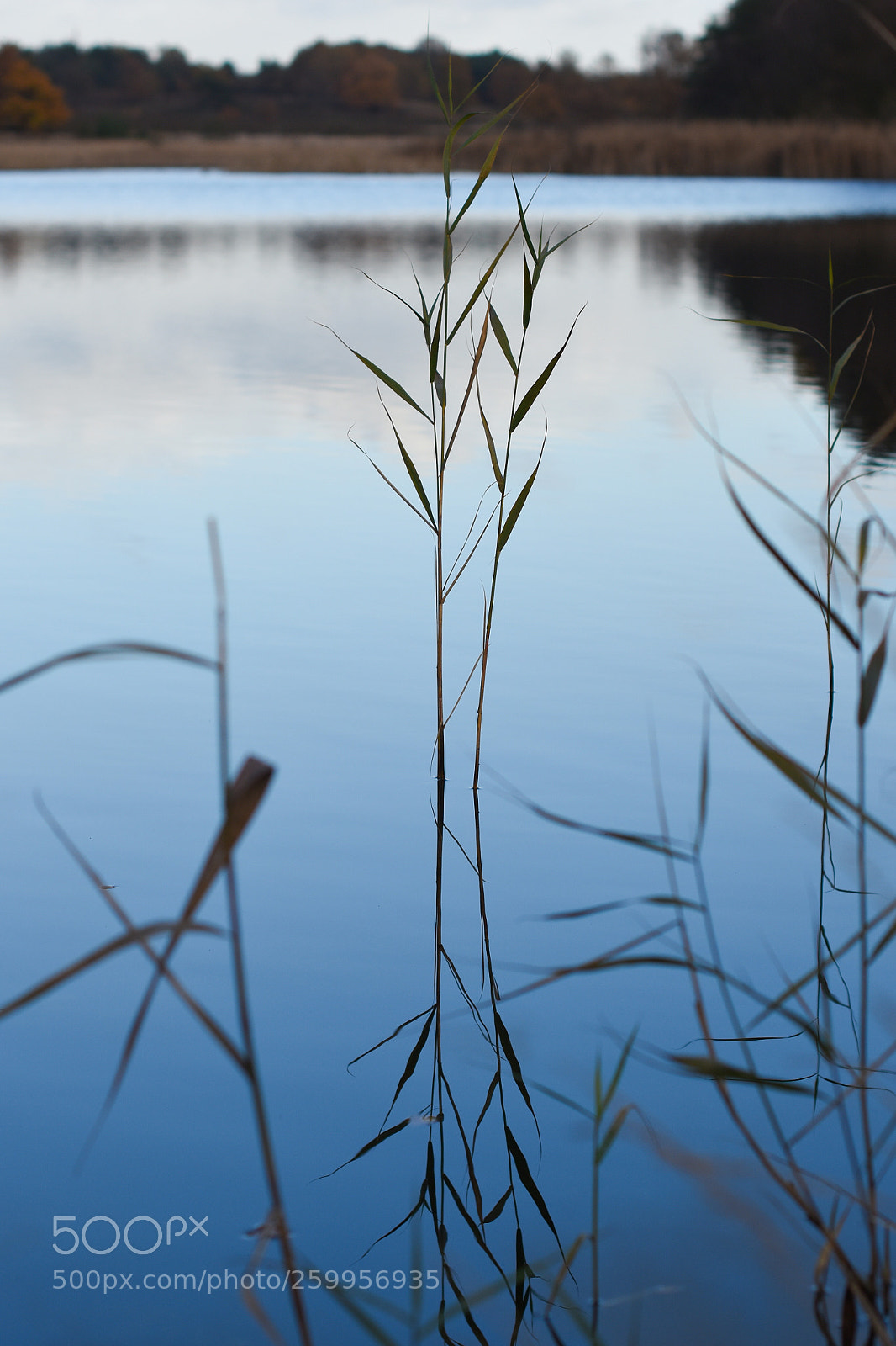 Nikon D7200 sample photo. (sp)riet photography