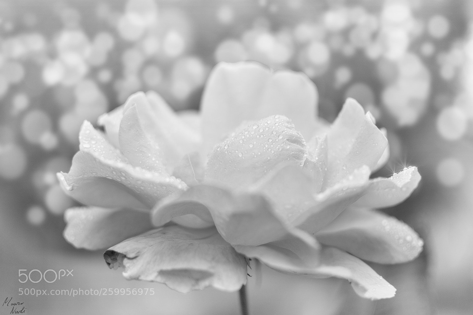 Nikon D3100 sample photo. Rose photography