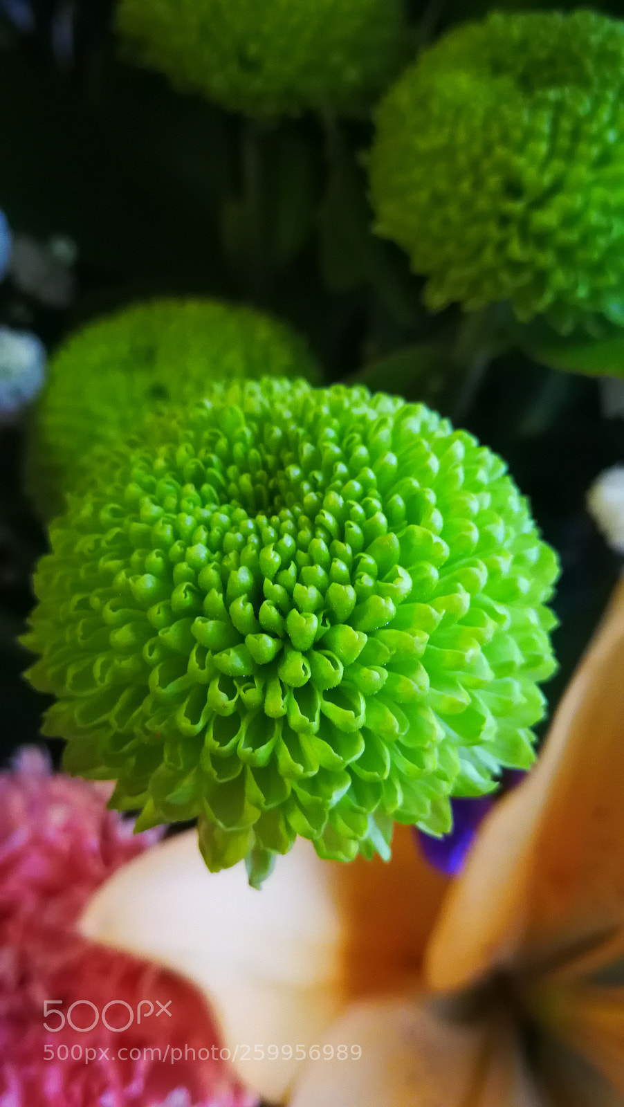 HUAWEI Mate 9 sample photo. Untitled photography