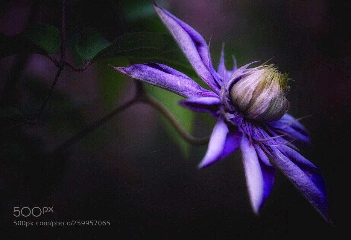Sony a7 II sample photo. Purple flora photography